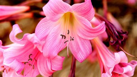 naked flower|How to Grow Naked Lady Lilies or Amaryllis Belladonna